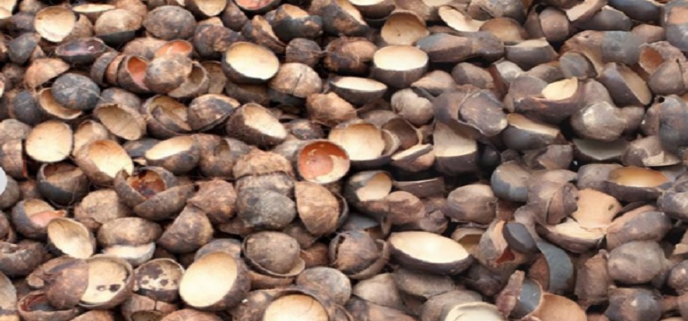 Harga Cangkang Sawit Per Kg dan Faktor yang Mempengaruhinya