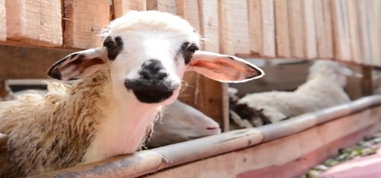 Siap Berqurban Bersama BSI Maslahat