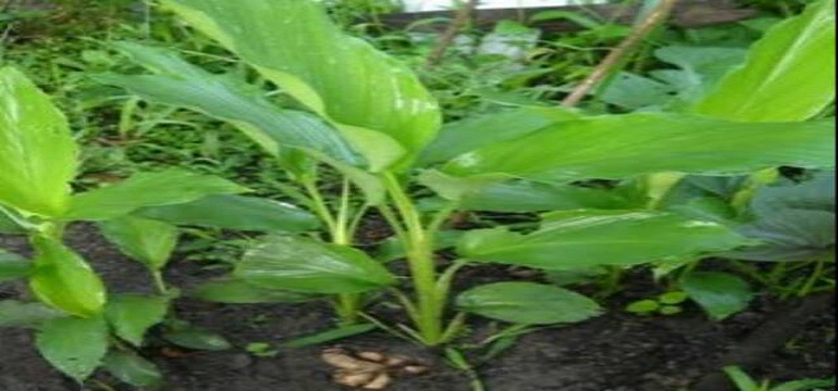 Jenis Tanaman Herbal Cocok Ditanam Dirumah