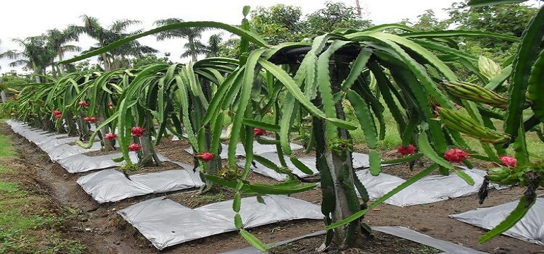 Bersama Pohaci Menanam Buah Naga Sangat Mudah dan Menyenangkan