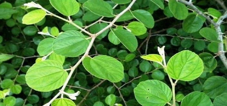 Yuk Kita Cari Tau Manfaat Daun Bidara
